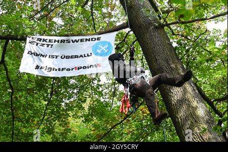 07 October 2021, Hessen, Frankfurt/Main: An activist climbs a tree in a forest at Teufelsbruch in the east of the city, on which a poster with the inscription 'Verkehrswende jetzt ! Danni is everywhere ! #FightFor1Point5'. Environmental activists protest with a forest occupation against the planned clearing of the forest for the Riederwaldtunnel. For this, they have erected tree platforms up to 15 meters high. Between 1 October 2021 and 28 February 2022, all trees in the route area of the A66 are to be felled in the Fechenheim Forest, the Erlenbruch and the Teufelsbruch. Photo: Arne Dedert/dpa Stock Photo
