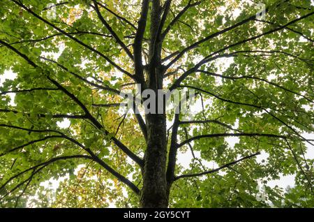 Looking up green leaves, branches and twigs of a maple tree (Acer pseudoplatanus) in a forest Stock Photo