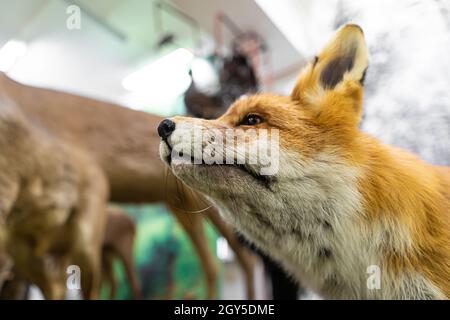 Head of a red fox close-up. Stock Photo