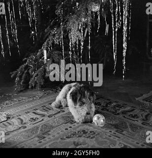 Ein kleiner Hund spielt mit einem Ball unter dem Weihnachtsbaum, Deutschland 1930er Jahre. A little puppy playing with a ball under the christmas tree, Germany 1930s. Stock Photo