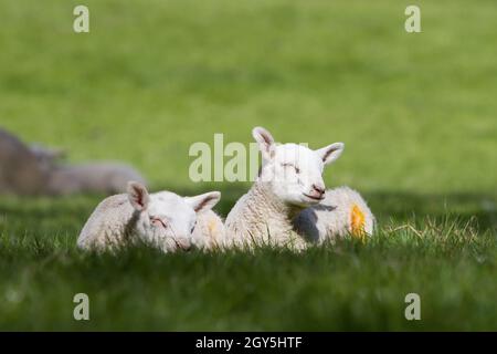 Lambs playing in Spring Stock Photo