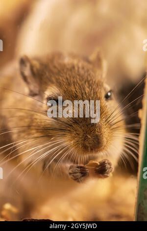 A gerbil or called desert rats is a small mammal. Stock Photo