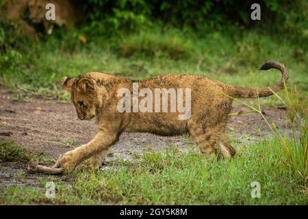 Lion cub stands playing with stick on ground Stock Photo