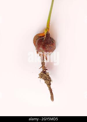 Chestnut seed with sprouted trunk and leaves. Greening the planet. Ecological concept. Chestnut seedling. Botany. Chestnut tree sapling with roots on Stock Photo