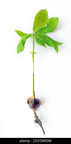 Chestnut seed with sprouted trunk and leaves. Greening the planet. Ecological concept. Chestnut seedling. Botany. Chestnut tree sapling with roots on Stock Photo