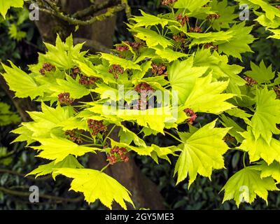 Beautiful bright green leaves and small flowers on a full moon maple tree Stock Photo