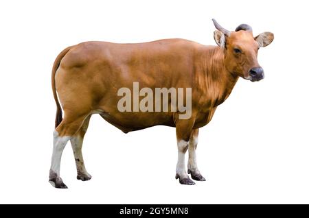 banteng Isolate cow side Bibos banting Stock Photo