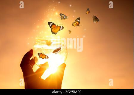 The girl frees the butterfly from the jar, golden blue moment Concept of freedom Stock Photo