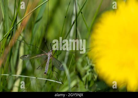 Close-up of common crane fly sitting on a blade of grass next to a dandelion flower Stock Photo