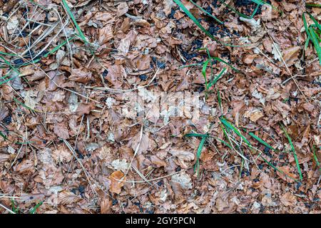 poplar dry leaf carpet ideal for backgrounds Stock Photo