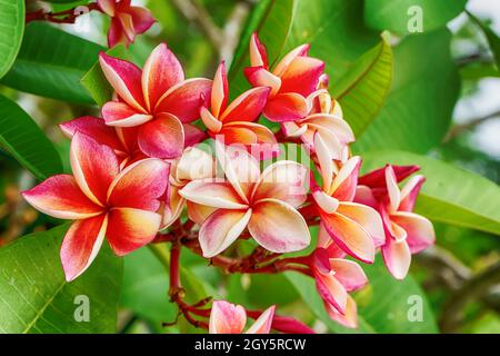 Plumeria flowers are so beautiful that popular in Thailand. Stock Photo