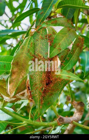 The red ants walking in and out of the nest on the mango leaves. Stock Photo
