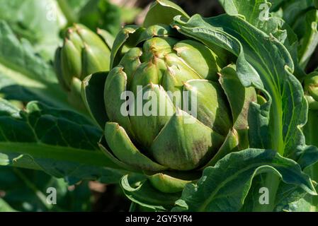 Closeup of multiple lush vibrant green waxy organic artichoke heads on plant stems. The thick pointy leaves of the raw vegetables have a thistle. Stock Photo