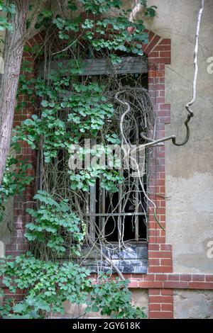 BEELITZ, GERMANY - JUNE 30, 2020:  A lost place in germany is the famous abandoned hospital and tuberculosis sanatorium in Beelitz near Berlin. Trees Stock Photo