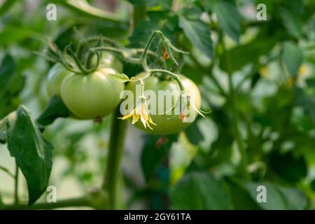 A bunch of unripe green cherry tomatoes hanging on a vine ripening. There are large deep green leaves with deep veins on the cultivated branch. Stock Photo
