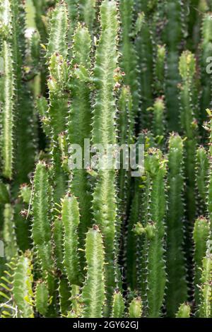 Candelabra tree (Euphorbia candelabrum) is a succulent shrub endemic to eastern Africa. Stock Photo