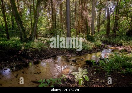 A stream in the forest. Warmian-mazurian province, nearby the town of Olsztynek, Poland. Stock Photo