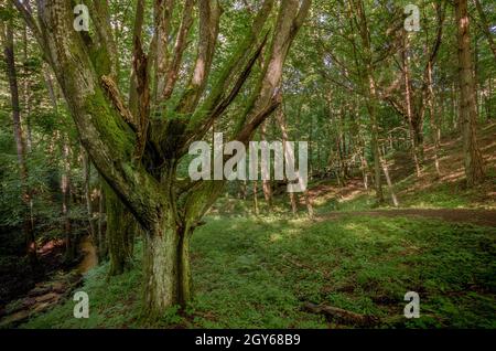 A beech trees forest in the warmian-mazurian province nearby the town of Olsztynek, Poland. Stock Photo