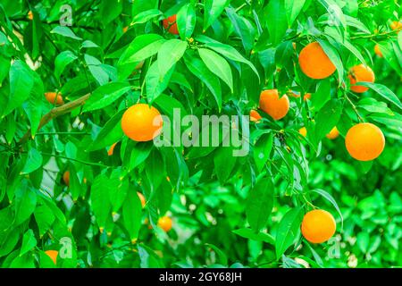 Close up shot orange tree, athens, greece Stock Photo