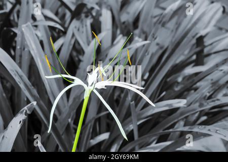 Crinum asiaticum or giant crinum lily on a nature black and white background.