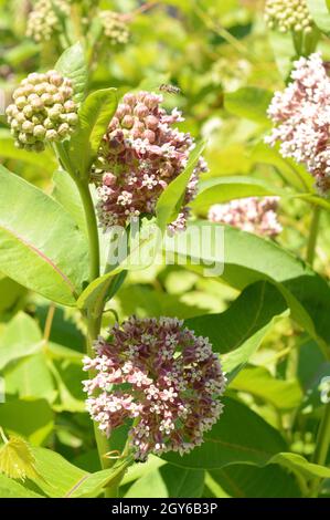 Common milkweed plants in blossom Stock Photo - Alamy