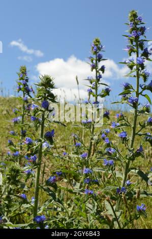 Closeup of some wild Azurea Salvia plant found growing in the meadows of Ontario, Canada. Stock Photo