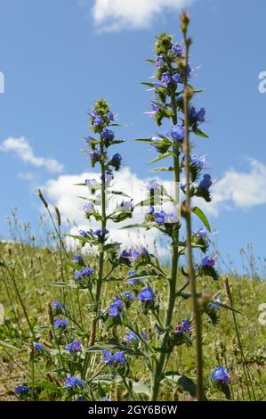 Closeup of some wild Azurea Salvia plant found growing in the meadows of Ontario, Canada. Stock Photo