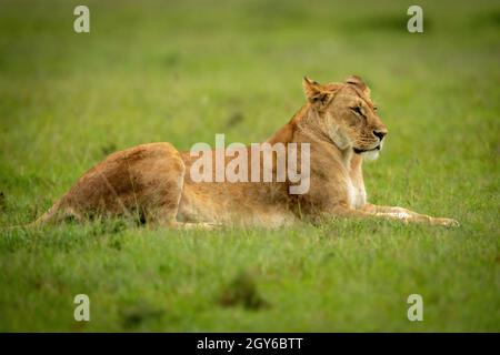 Lioness lies on short grass staring Stock Photo