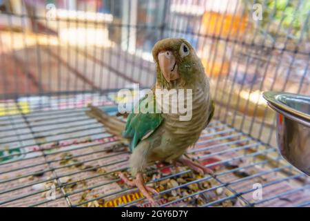 Green-cheeked parakeet or green-cheeked conure is cute pets.
