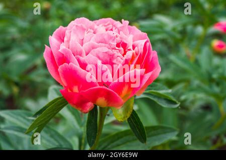 Pink Peony, Paeonia Officinalis 'Coral Sunset' in the Garden. Stock Photo