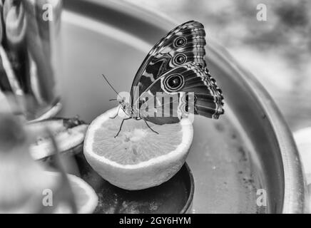 Morpho peleides, aka Peleides blue morpho or common morpho is a tropical butterfly. Here showing underside of its wings, while eating from an orange Stock Photo