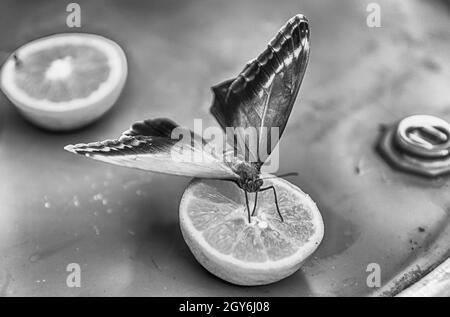 Eryphanis automedon, aka Automedon giant owl is a tropical butterfly. Here shown while eating from an orange Stock Photo