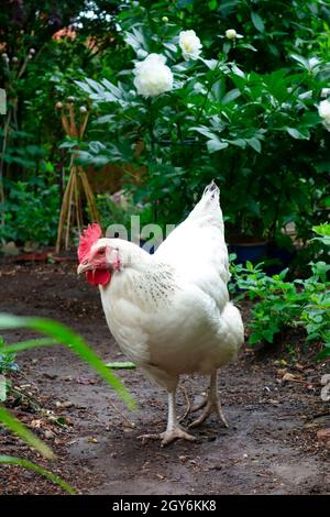 Sussex chicken free-ranging in an organic flower garden Stock Photo
