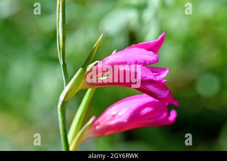 sword liy with flower in an herbal garden in Germany Stock Photo