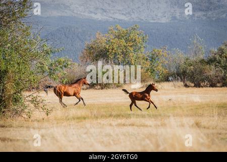 Arabian bay mare and filly galloping free in summer Stock Photo