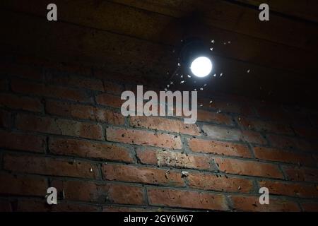 Night insects at a bulb. Attraction of insects light. Stock Photo