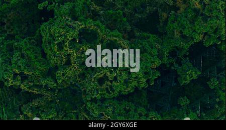 Creative tropical green leaves layout. Nature spring concept. Flat lay. 3d rendering. Stock Photo