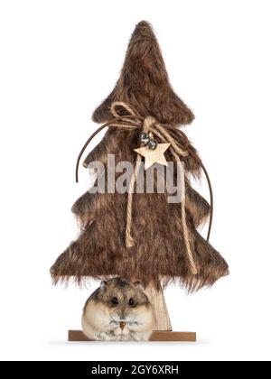Cute adult brown hamster sitting in front of brown furry Christmas tree decoration, eating. Looking straight to camera. Isolated on a white background Stock Photo