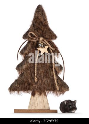Cute tiny black hamster beside brown furry Christmas tree decoration. Looking straight to camera. Isolated on a white background. Stock Photo