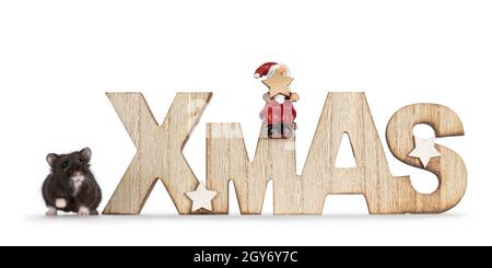 Cute adult brown Campbelli hamster standing beside wooden Xmas text decoration. Looking straight to lens. isolated on a white background. Stock Photo