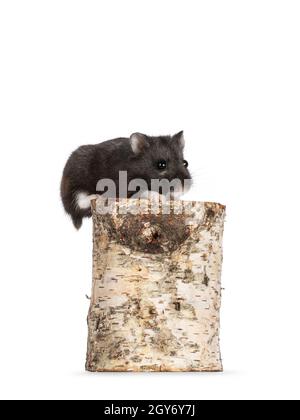 Cute tiny black Campbelli hamster sitting on top op of a piece of a birch branche. Looking beside lens. isolated on a white background. Stock Photo