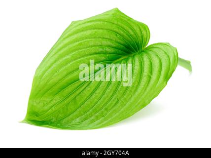 green leaf of hosta plantain with water drops isolated on white background, close up Stock Photo