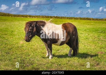 Miniature horse in brown and white colours standing on sunny field or meadow, Rink of Kerry, Ireland Stock Photo