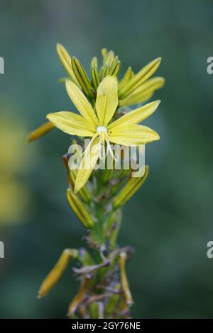 Yellow asphodel, Asphodeline lutea, flower spike with a background of blurred leaves. Stock Photo