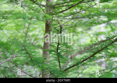 Bald Cypress trunk and branches right focused in Tallahassee Tom Brown Park Stock Photo