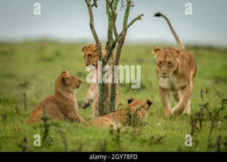 Lioness walks towards three cubs around bush Stock Photo