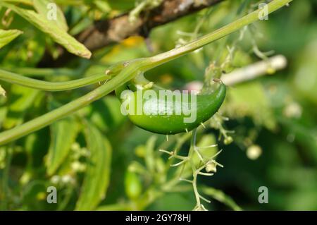 Achocha growing in a garden Stock Photo