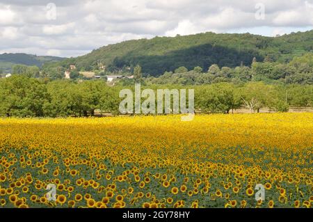 Domme, sun flower field Stock Photo