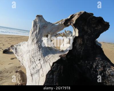 still life on the beach dry trunk burned Stock Photo