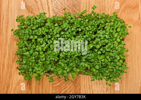 Close up fresh green arugula microgreens sprouts on brown wooden cutting board background, elevated top view, directly above Stock Photo